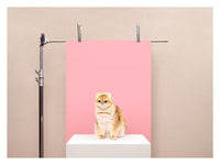 Room Fifty 6 x 8 (15 x 20cm) / Enhanced Matt Art Anne Claire de Breij | Pink Cat