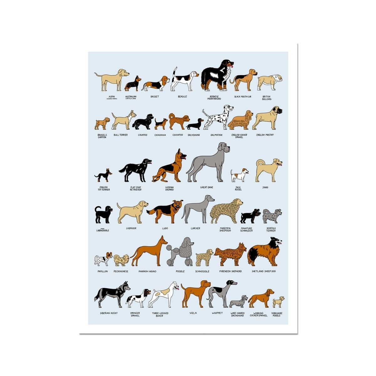 Serge Seidlitz | Dog Breeds