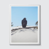 Room Fifty 18 x 24 (45 x 60cm) / Framed Prints white Jaap Scheeren - Fuck you too Crow