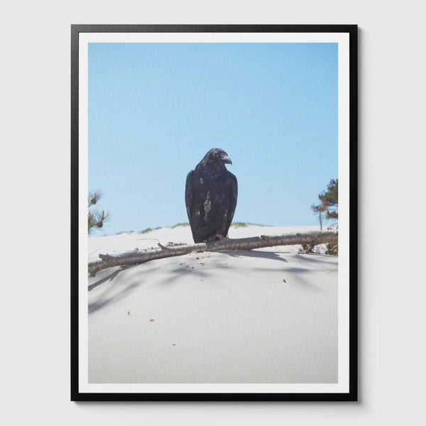 Room Fifty 24 x 32 (60 x 80cm) / Framed Prints black Jaap Scheeren - Fuck you too Crow