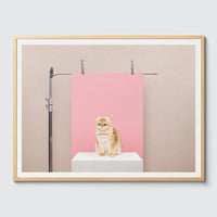 Room Fifty 24 x 32 (60 x 80cm) / Framed Prints natural Anne Claire de Breij - Pink Cat