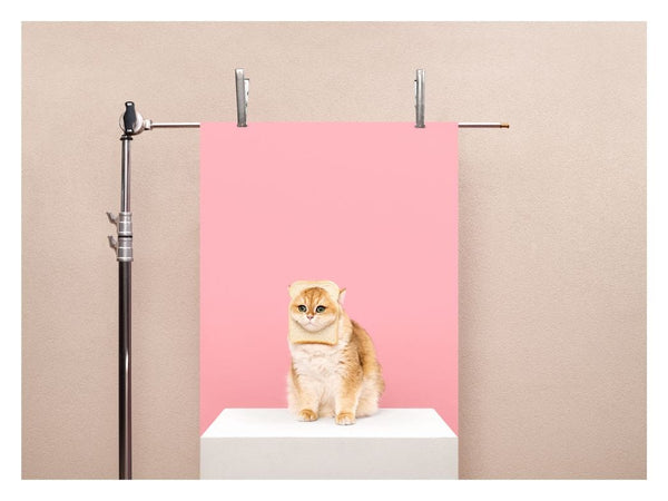 Room Fifty 6 x 8 (15 x 20cm) / Enhanced Matt Art Anne Claire de Breij | Pink Cat