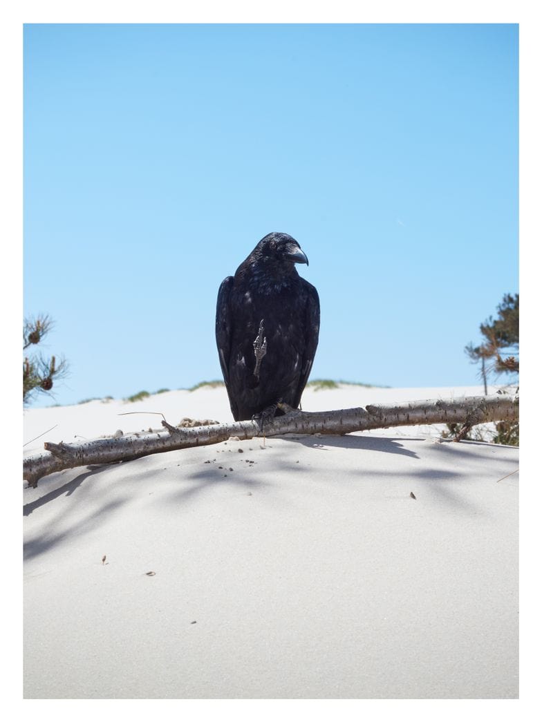 Room Fifty 6 x 8 (15 x 20cm) / Enhanced Matt Art Jaap Scheeren | Fuck you too Crow