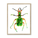 Prodigi Fine art 18"x24" / Natural Frame Green Tiger Beetle Framed Print