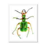 Prodigi Fine art 18"x24" / White Frame Green Tiger Beetle Framed Print