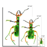 Prodigi Fine art Green Tiger Beetle Fine Art Print