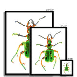 Prodigi Fine art Green Tiger Beetle Framed Print