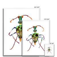 Prodigi Fine art Philomena Powell | Tiger Beetle Framed Print